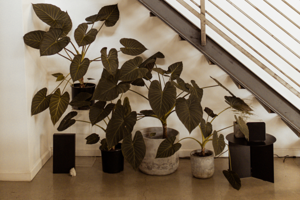 Origens e Curiosidades Sobre as Espécies Mais Conhecidas de Plantas de Sombra