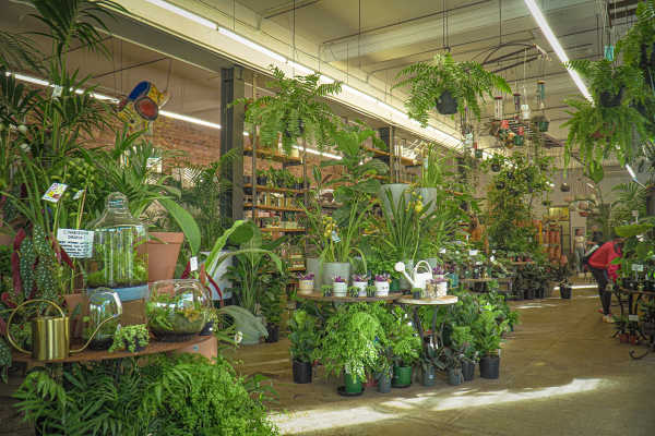 Fungos e Doenças Comuns em Plantas de Sombra