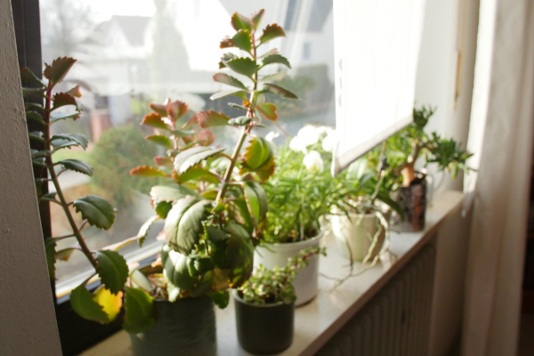 Encontrar o Equilíbrio Para Plantas de Sombra
