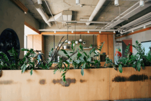 Sombra Demais ou Luz Insuficiente? Como Ajustar a Iluminação Para Suas Planta