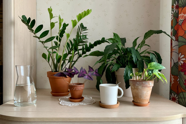 Como Recuperar uma Planta de Sombra
